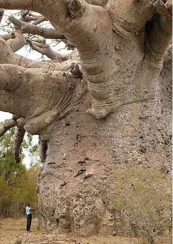 Di benua Afrika ditemukan pohon terbesar di dunia, nama pohon ini adalah Baobab. Baobab adalah pohon yang dapat berumur panjang sering disebut Tree of Life, konon pohon di foto ini sudah berumur 1500 tahun .Baobab dapat menyimpan 300 liter air sekaligus dalam musim hujan, pohon ini dikeramatkan di daerah asalnya karena mengingatkan penduduk tentang nenek moyangnya
